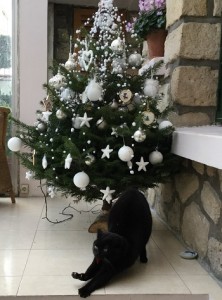 sapin-et-cokkkie-061216-1